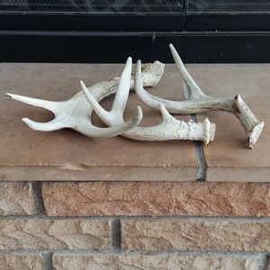 Asst deer antlers